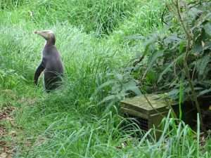 Read more about the article Yellow-eyed Penguins Endangered on the Mainland