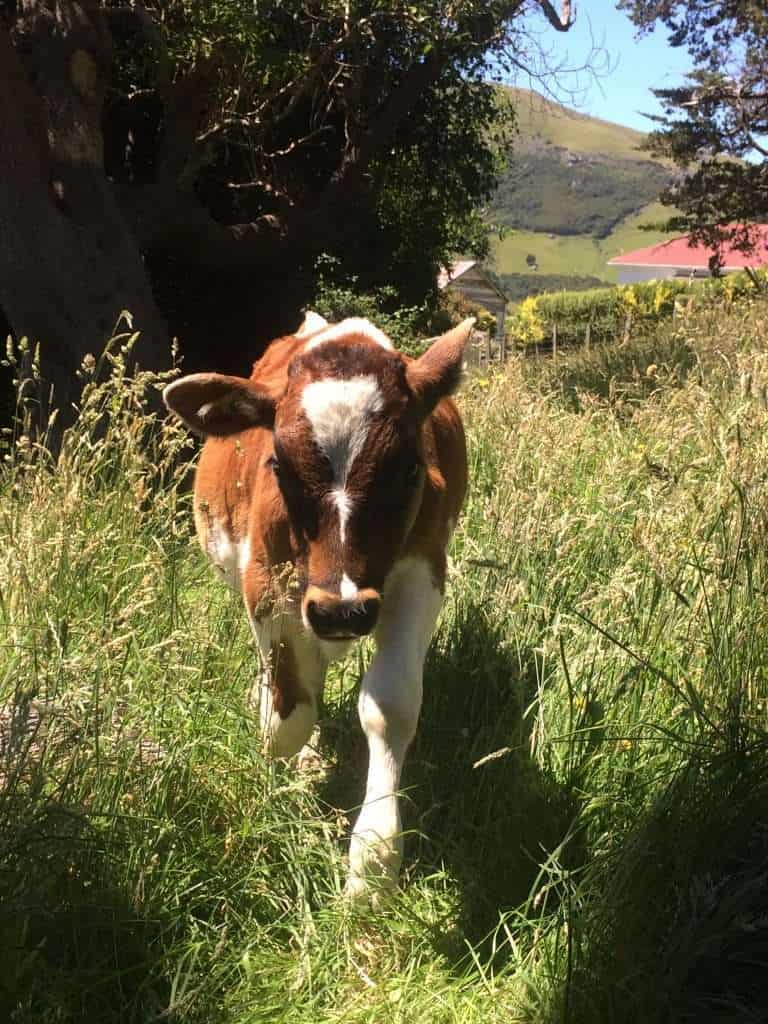 brown calf in long grass