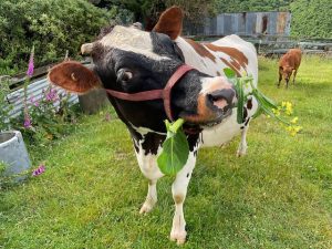 Read more about the article Experience the Best – Carbon Neutral Tours New Zealand 