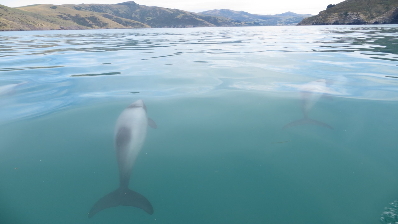 You are currently viewing Akaroa – a Complete Visitors Guide