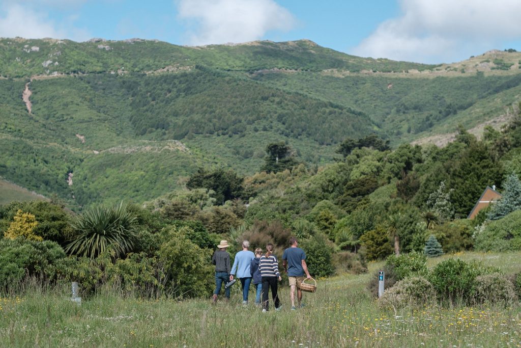 Get to know New Zealand Native forest and wildlife