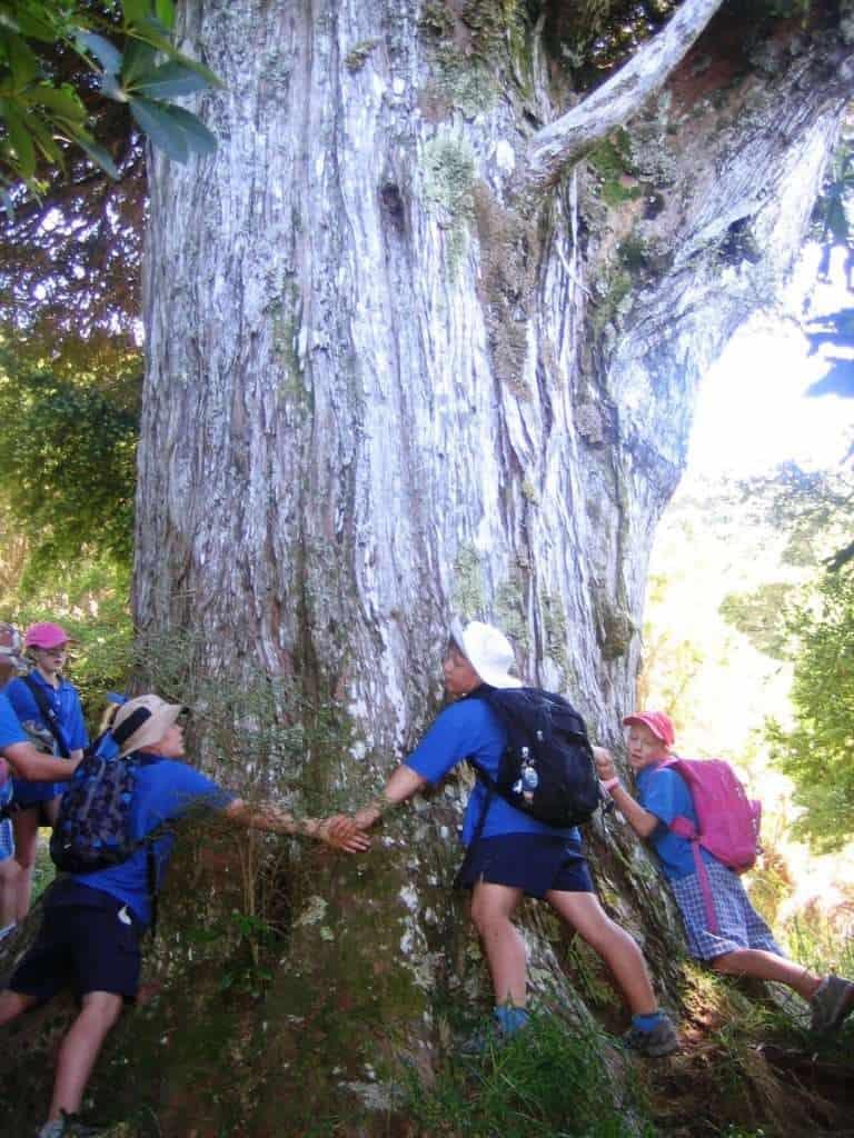 Banks Peninsula Ecological Vision for the future