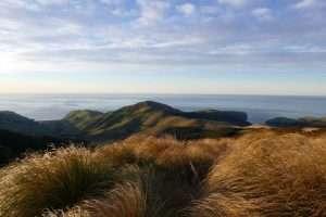 Read more about the article Banks Peninsula Ecological Vision: Hope for the Future!
