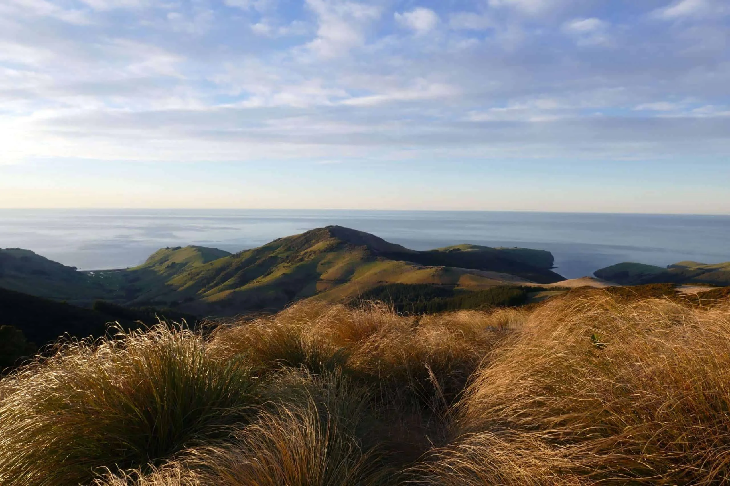 You are currently viewing Banks Peninsula Ecological Vision: Hope for the Future!