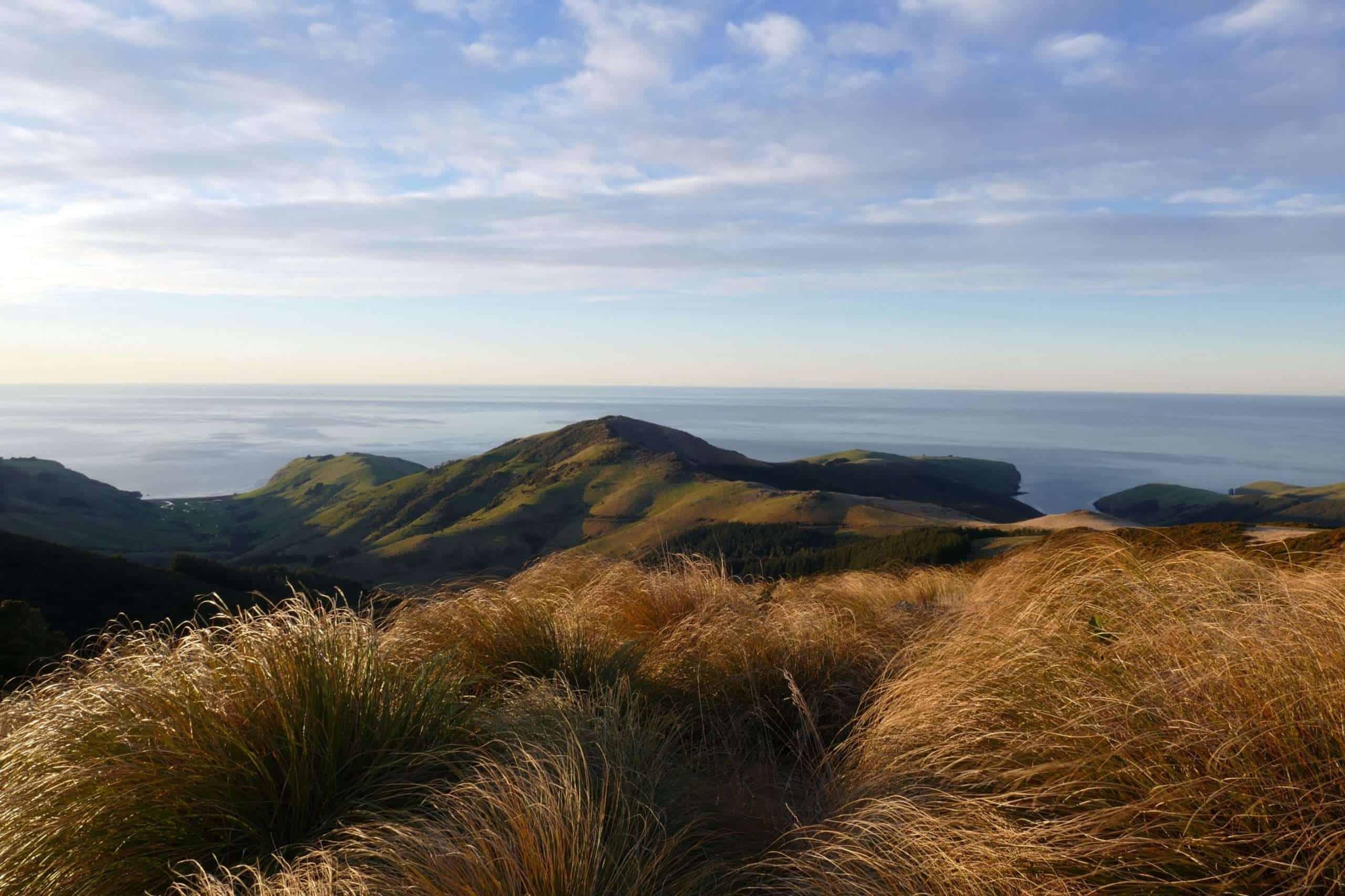 Read more about the article Banks Peninsula Ecological Vision: Hope for the Future!